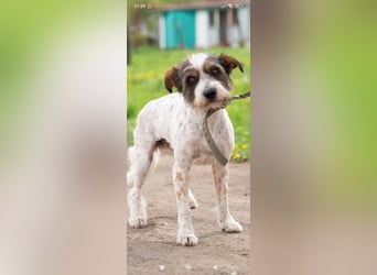 Gerda - eine wunderschöne junge Hündin sucht ihr Für -immer -Zuhause ❤️