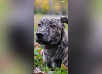Garik sucht sein Für immer Zuhause ❤️❤️❤️