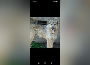 Marcel sucht sein Für -immer -Zuhause ❤️❤️❤️