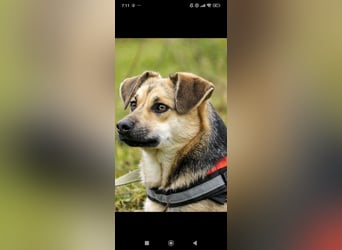 Luna - eine liebe, fröhliche junge Hündin sucht ihr Zuhause.