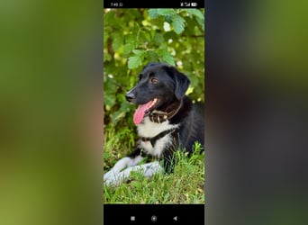 Bertha – eine junge Hündin mit einem bezaubernden Lächeln sucht ihr Für-immer-Zuhause❤️