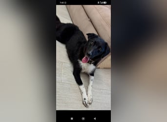 Bertha – eine junge Hündin mit einem bezaubernden Lächeln sucht ihr Für-immer-Zuhause❤️