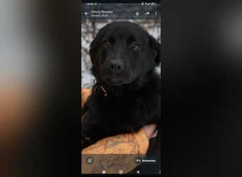 Die liebe, lebensfrohe junge Luna sucht ihr Für - immer -Zuhause