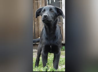 Die liebe, lebensfrohe junge Luna sucht ihr Für - immer -Zuhause