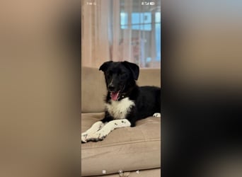 Bertha – eine junge Hündin mit einem bezaubernden Lächeln sucht ihr Für-immer-Zuhause❤️