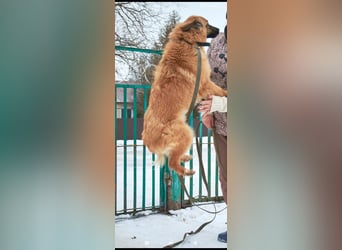 Meri - sucht ihr Für -immer -Zuhause ❤️❤️❤️❤️