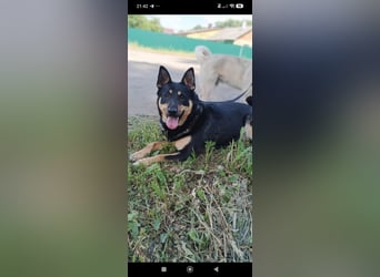 Lilly  sucht ihr Für -immer -Zuhause ❤️