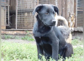 Die liebe, lebensfrohe junge Luna sucht ihr Für - immer -Zuhause
