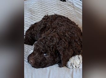 Lagotto Romagnolo Welpen