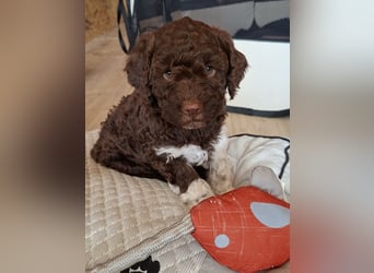 Lagotto Romagnolo Welpen