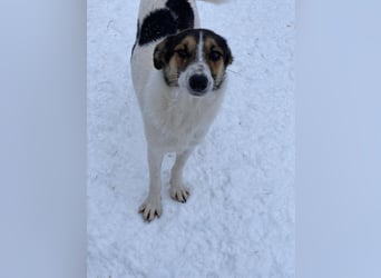 Ella verspielt und zutraulich