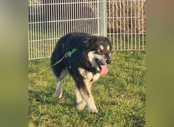 Unity, sensibles Herz sucht ihr Zuhause, PS 85435 Erding