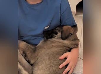 Odin, charmanter Welpe sucht sein Zuhause, PS in 84381 Johanniskirchen