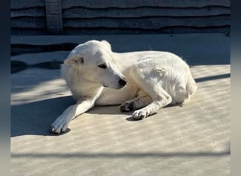 Gnadenplatz gesucht! Merlin sucht sein Glück!!
