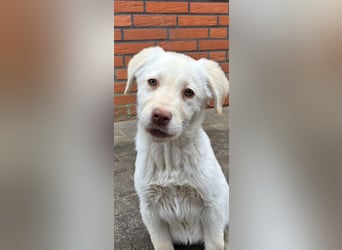 Labrador mischling Weibchen
