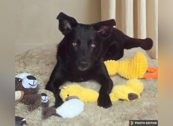 Feivel sucht seinen sicheren Hafen, PS in 55430 Urbar