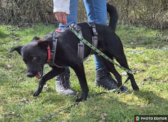Feivel sucht seinen sicheren Hafen, PS in 55430 Urbar