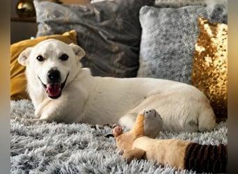 Gnadenplatz gesucht! Merlin sucht sein Glück!!