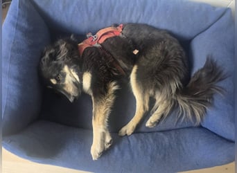 Unity, sensibles Herz sucht ihr Zuhause, PS 85435 Erding