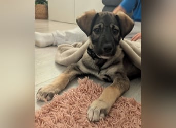 Odin, charmanter Welpe sucht sein Zuhause, PS in 84381 Johanniskirchen