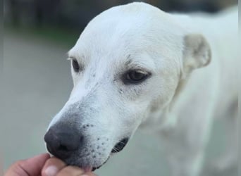 Gnadenplatz gesucht! Merlin sucht sein Glück!!
