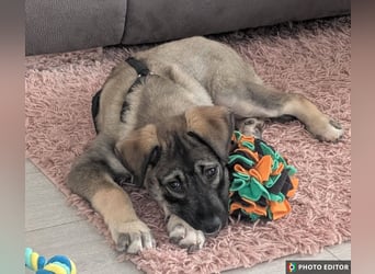 Odin, charmanter Welpe sucht sein Zuhause, PS in 84381 Johanniskirchen