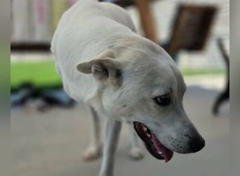 Gnadenplatz gesucht! Merlin sucht sein Glück!!