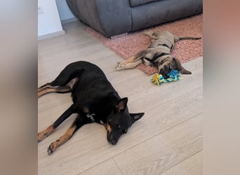 Odin, charmanter Welpe sucht sein Zuhause, PS in 84381 Johanniskirchen