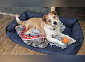 Gusti, junger Schmusebär sucht ebenerdiges Zuhause, PS in 86633 Neuburg a.d.Donau