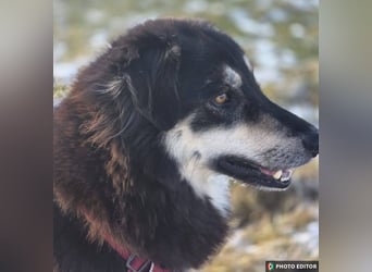 Unity, sensibles Herz sucht ihr Zuhause, PS 85435 Erding