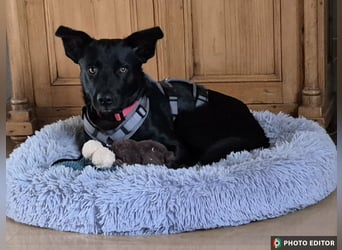 Feivel sucht seinen sicheren Hafen, PS in 55430 Urbar