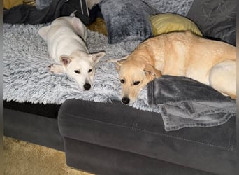 Gnadenplatz gesucht! Merlin sucht sein Glück!!