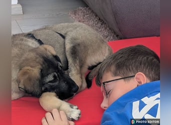 Odin, charmanter Welpe sucht sein Zuhause, PS in 84381 Johanniskirchen