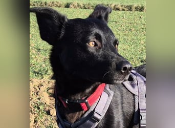 Feivel sucht seinen sicheren Hafen, PS in 55430 Urbar