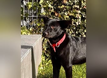 Feivel sucht seinen sicheren Hafen, PS in 86633 Neuburg