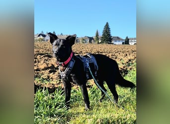 Feivel sucht seinen sicheren Hafen, PS in 55430 Urbar