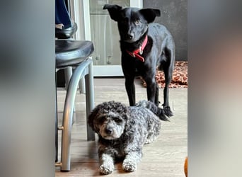 Feivel sucht seinen sicheren Hafen, PS in 86633 Neuburg