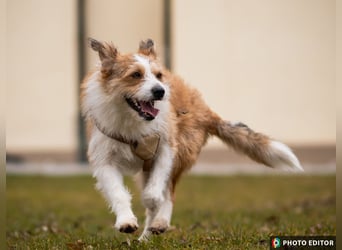 Gusti, Schmusebär sucht ebenerdiges Zuhause, PS in 86633 Neuburg a.d.Donau