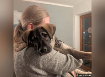 Odin, charmanter Welpe sucht sein Zuhause, PS in 84381 Johanniskirchen