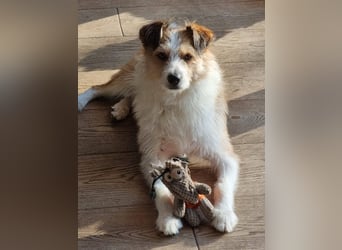 Gusti, Schmusebär sucht ebenerdiges Zuhause, PS in 86633 Neuburg a.d.Donau