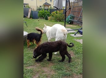 Gnadenplatz gesucht! Merlin sucht sein Glück!!