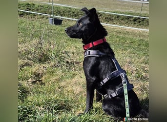 Feivel sucht seinen sicheren Hafen, PS in 55430 Urbar