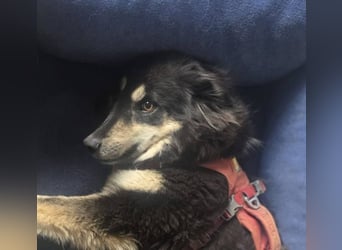 Unity, sensibles Herz sucht ihr Zuhause, PS 85435 Erding