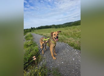 Vali - ein sensibler Herzenhund
