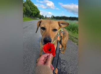 Vali - ein sensibler Herzenhund