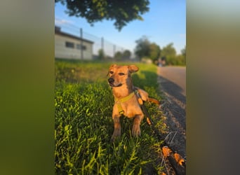 Vali - ein sensibler Herzenhund