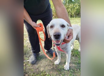 Molly,geb.03/19,Labrador Mix Mädel sucht ihre Familie
