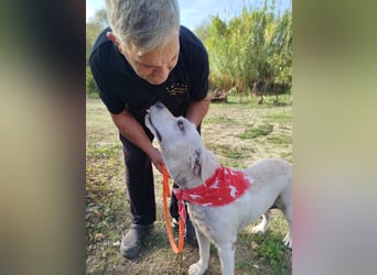 Molly,geb.03/19,Labrador Mix Mädel sucht ihre Familie