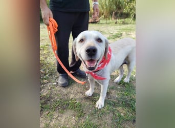 Molly,geb.03/19,Labrador Mix Mädel sucht ihre Familie