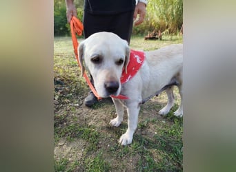 Molly,geb.03/19,Labrador Mix Mädel sucht ihre Familie